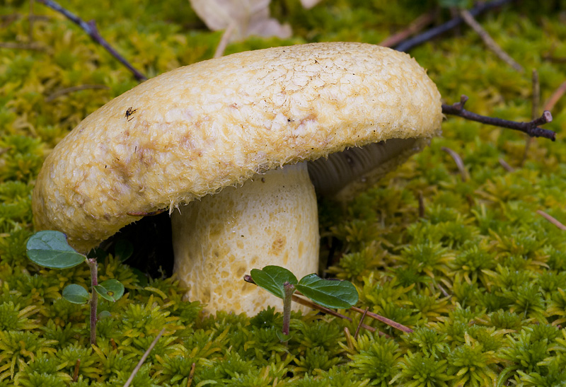 Lactarius repraesentaneus